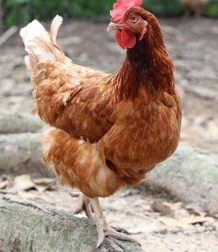 Retired hens from Satoyama Farm